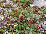 Salix herbacea