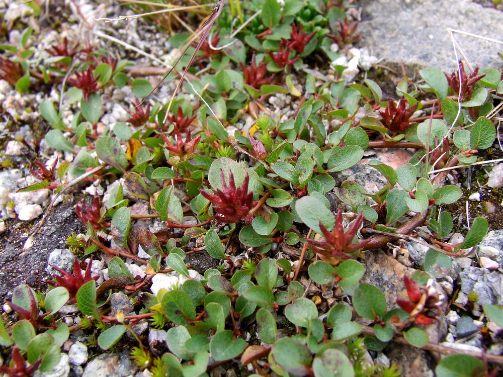 Image of Salix herbacea specimen.