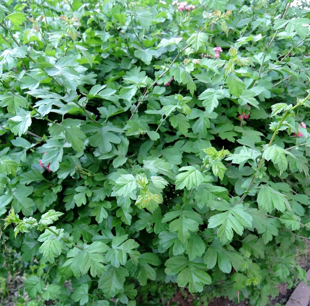 Image of Crataegus × media specimen.