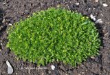 Draba bruniifolia