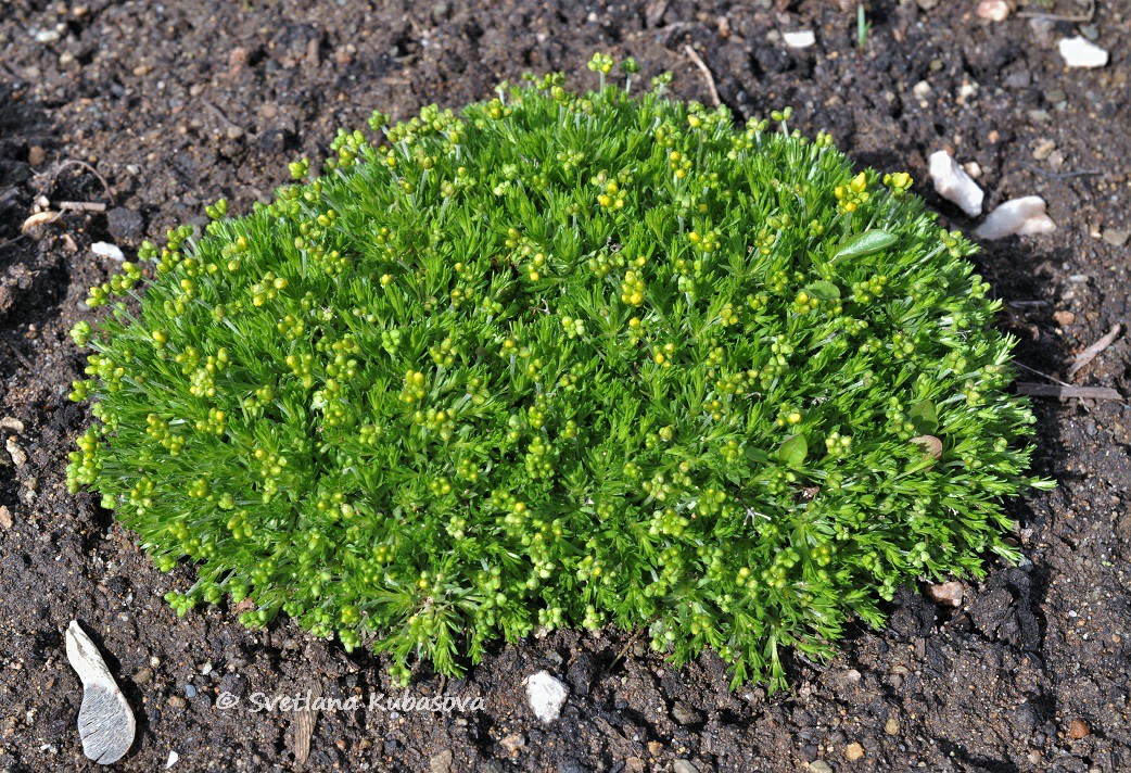 Image of Draba bruniifolia specimen.