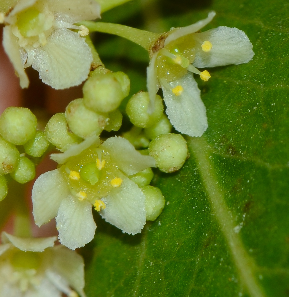 Изображение особи Catha edulis.