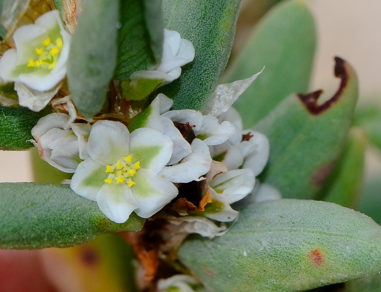 Image of Polygonum maritimum specimen.