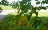 Caragana arborescens