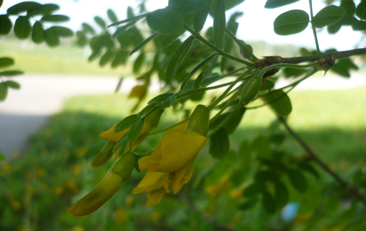 Image of Caragana arborescens specimen.