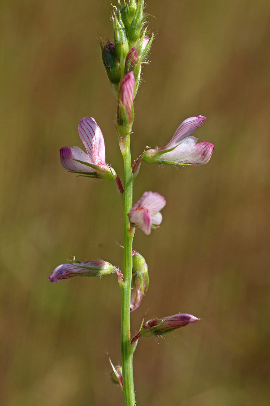 Image of Onobrychis pulchella specimen.