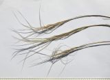 Stipa caucasica