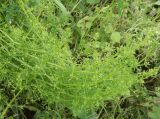 Galium vaillantii