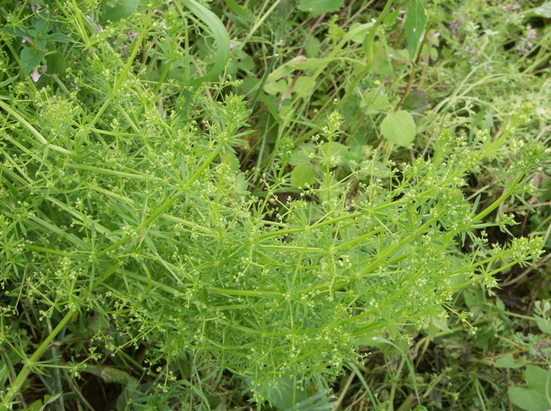 Image of Galium vaillantii specimen.