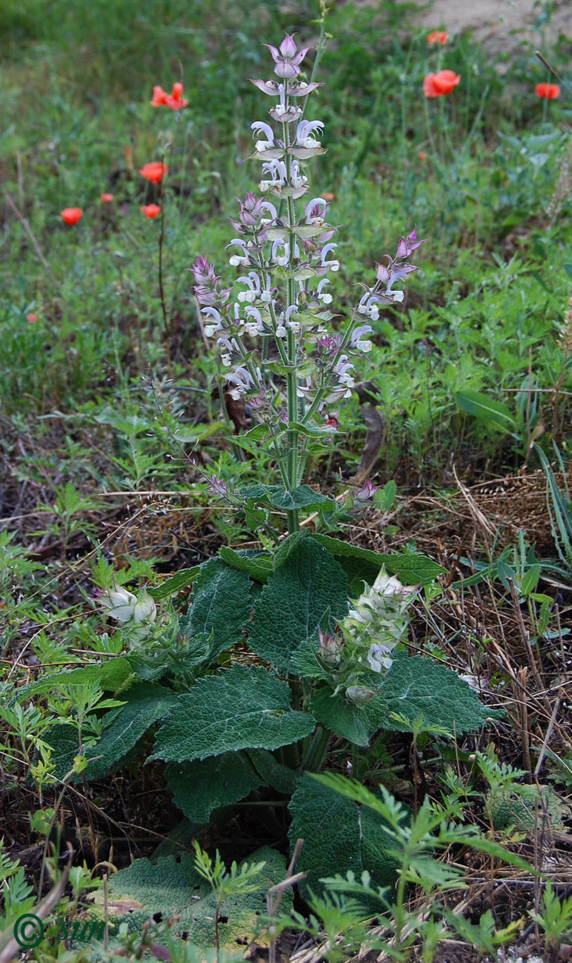 Изображение особи Salvia sclarea.