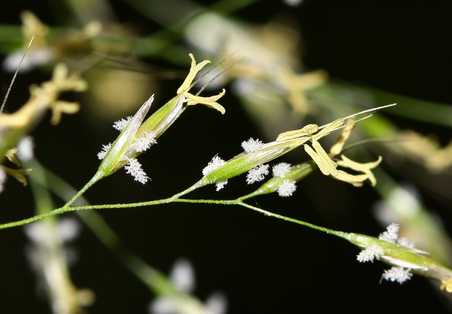 Image of Trisetum umbratile specimen.