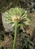 Cephalaria uralensis. Соцветие. Крым, Тарханкутский п-ов, балка Большой Кастель, петрофитная степь. 15 июля 2016 г.