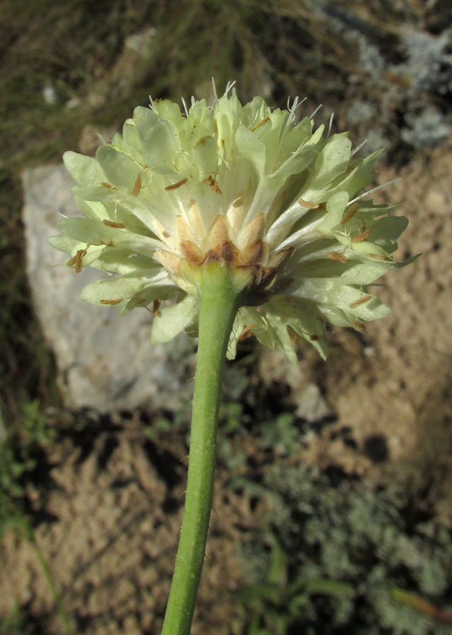 Изображение особи Cephalaria uralensis.