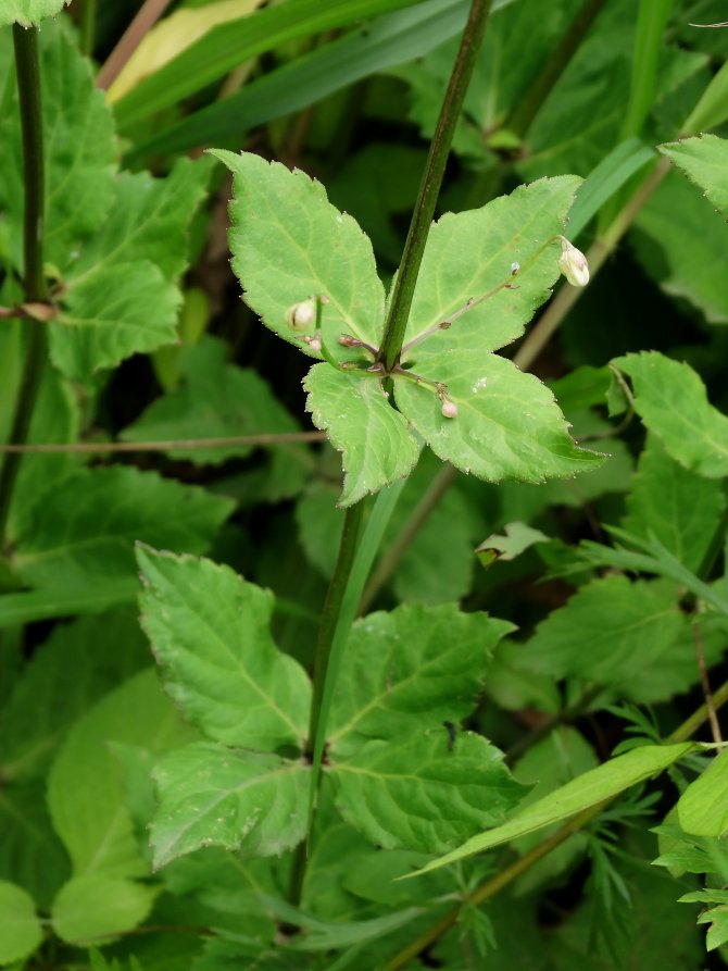 Изображение особи Adenophora pereskiifolia.