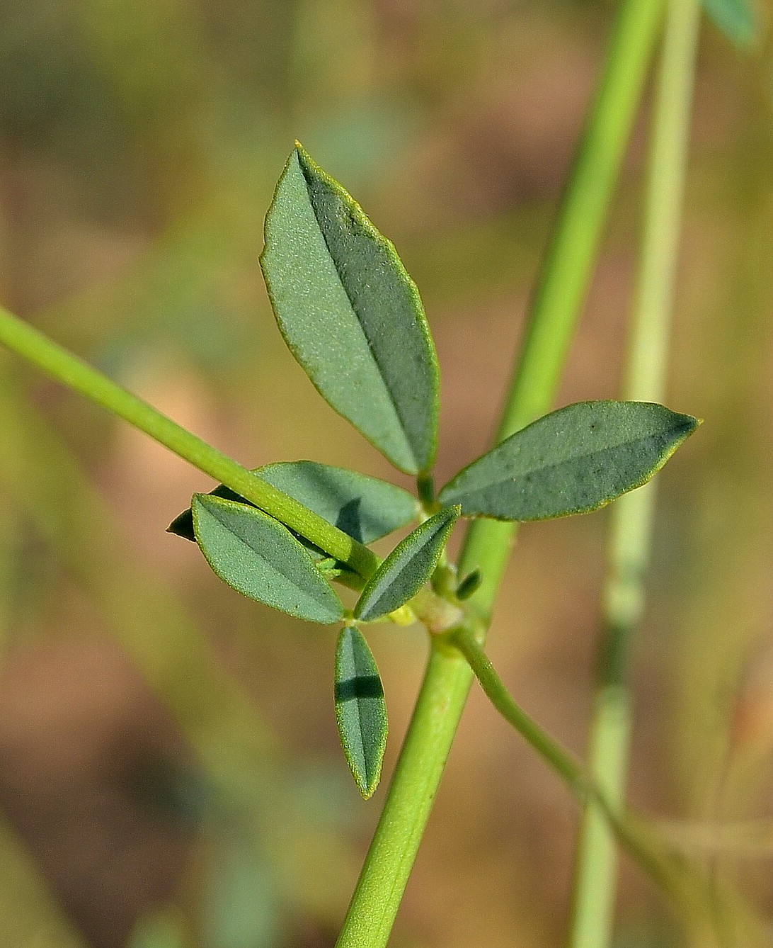 Изображение особи Melilotus polonicus.