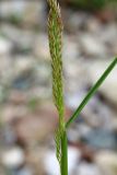 Agrostis hissarica