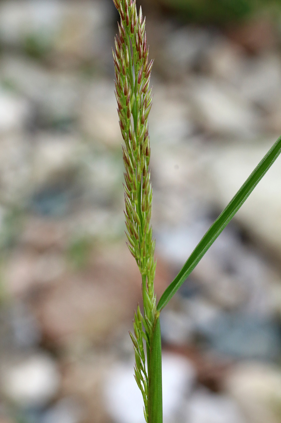 Изображение особи Agrostis hissarica.