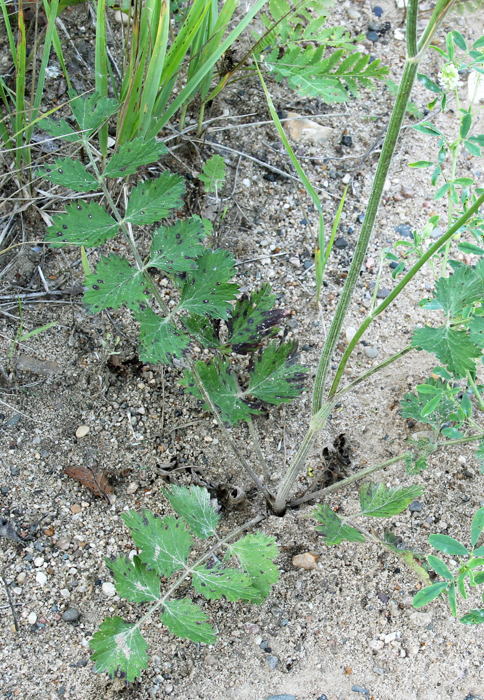 Image of Pimpinella saxifraga specimen.