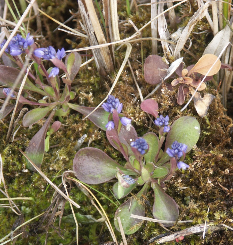 Изображение особи Polygala amarella.