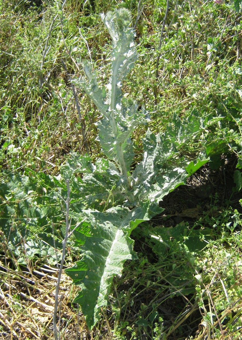 Image of Onopordum acanthium specimen.