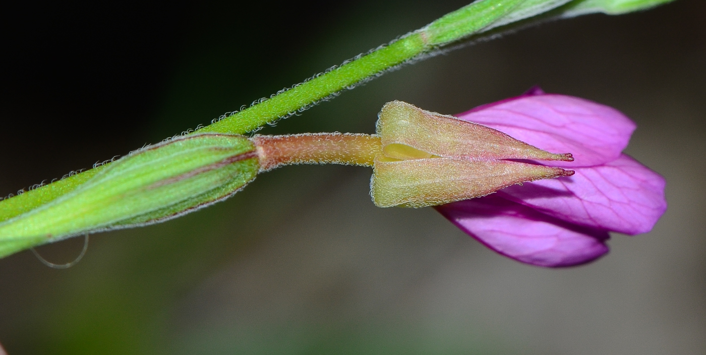Image of Oenothera rosea specimen.