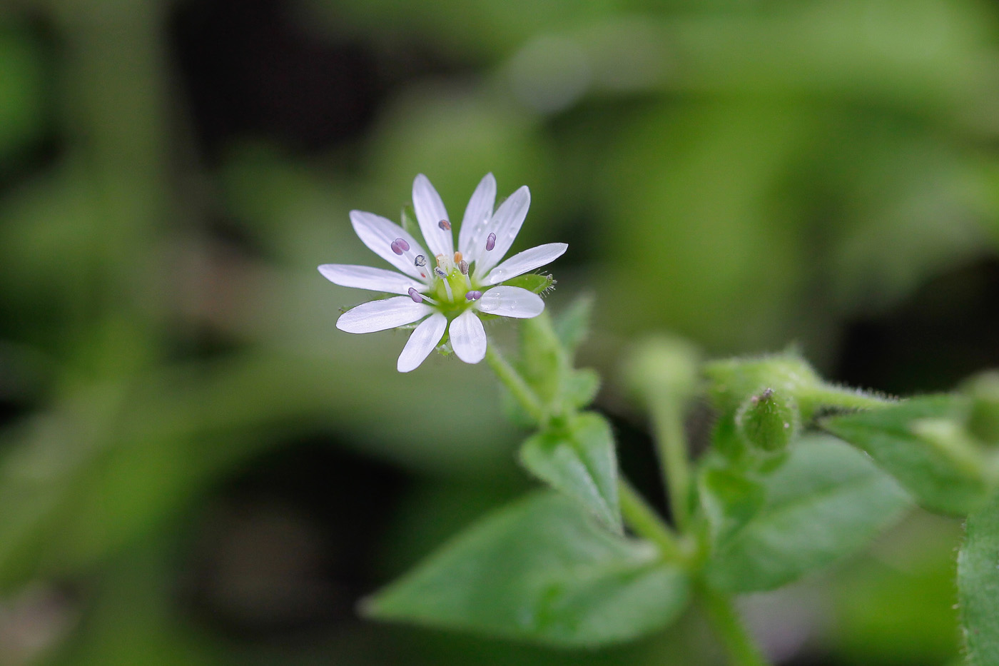 Изображение особи Myosoton aquaticum.