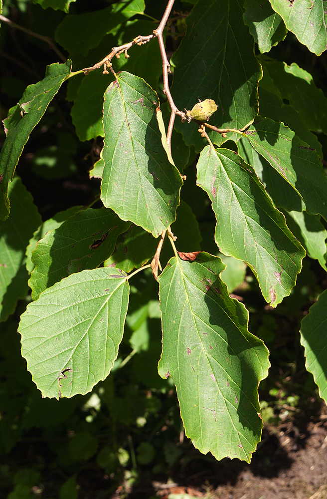 Изображение особи Hamamelis virginiana.