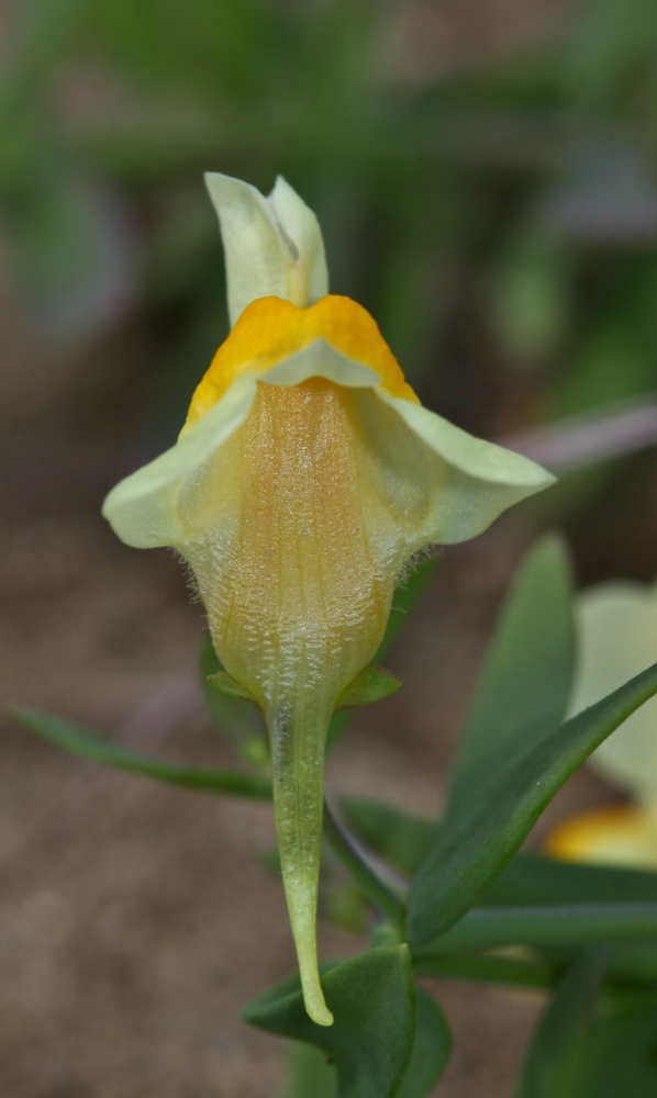 Image of Linaria japonica specimen.