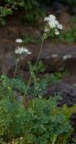 Thalictrum petaloideum