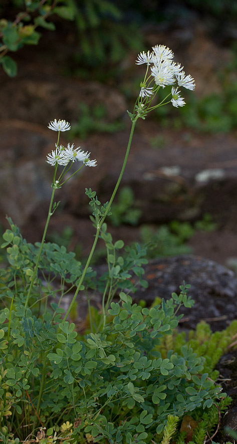 Image of Thalictrum petaloideum specimen.