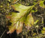 Crataegus pentagyna. Лист. Краснодарский край, Крымский р-н, окр. хут. Гапоновского, гора Сагачёва (523), опушка широколиственного леса. 29.10.2016.