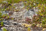 Pinguicula vulgaris