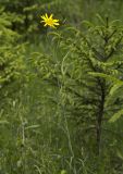 Tragopogon orientalis