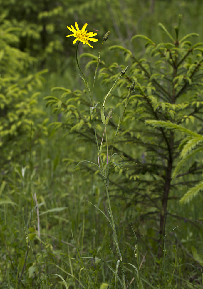 Изображение особи Tragopogon orientalis.