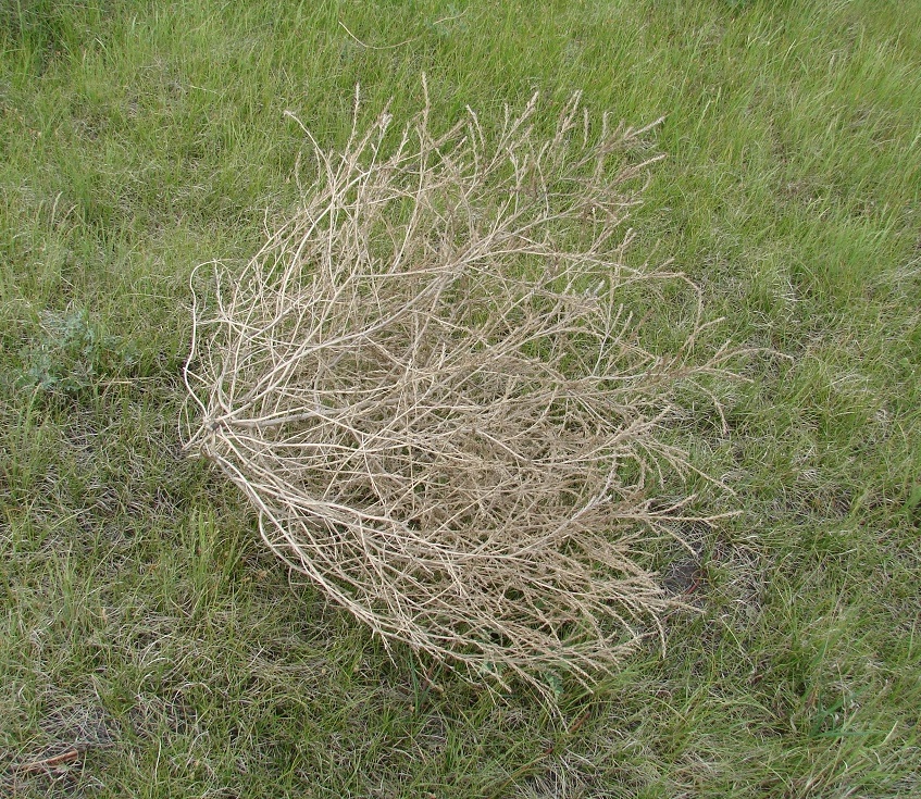 Image of Salsola collina specimen.