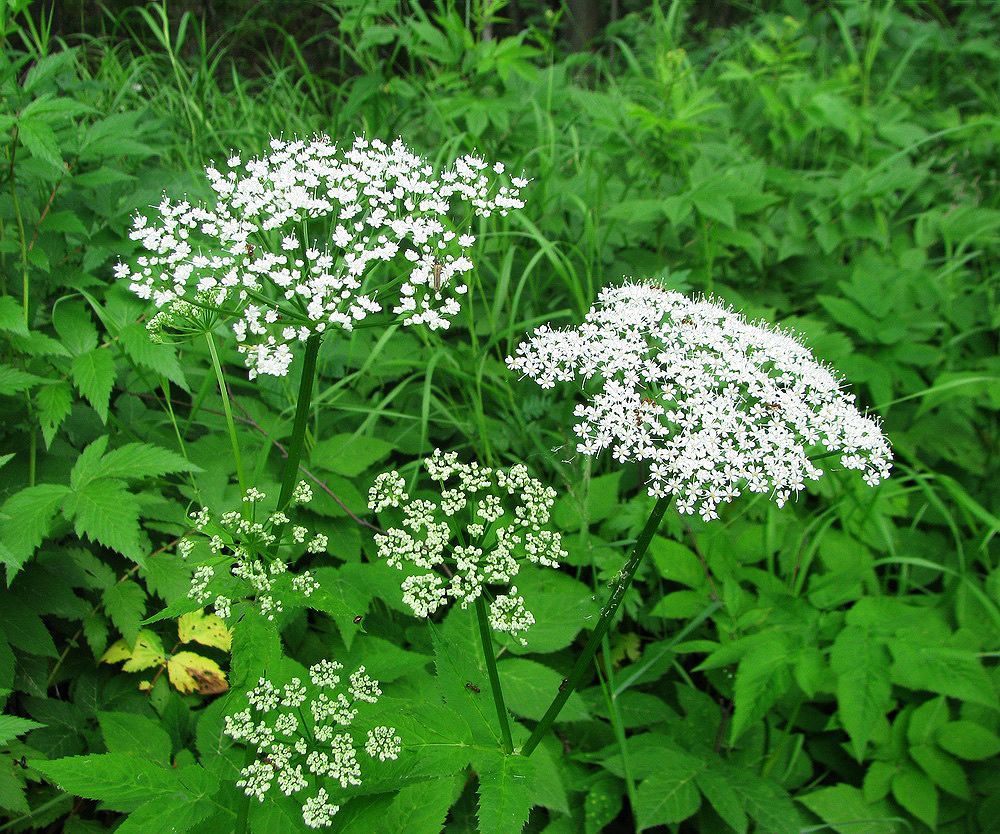 Купырь и сныть