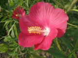 Hibiscus × hybridus. Цветок. Крым, Симферополь, ботсад университета. 2 ноября 2008 г.
