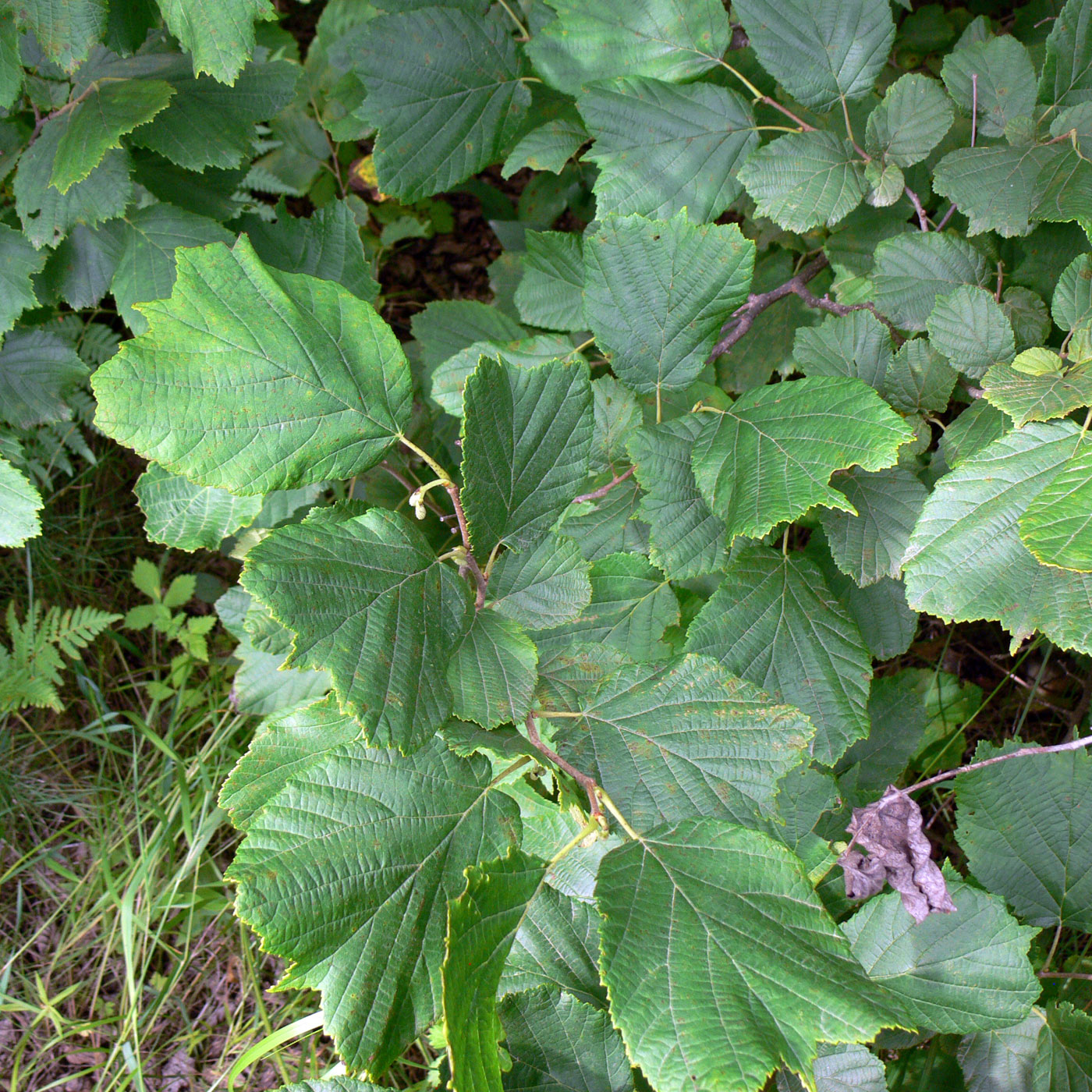 Image of Corylus heterophylla specimen.