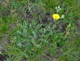 Potentilla taurica