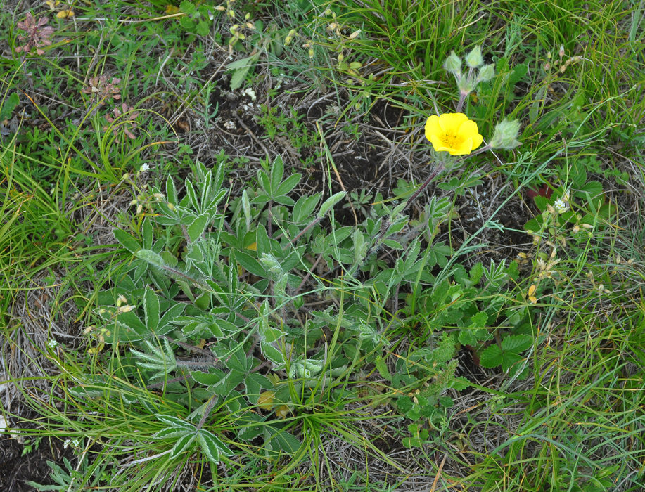 Image of Potentilla taurica specimen.