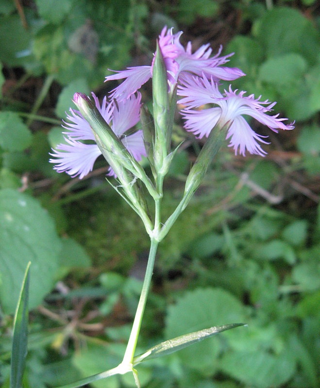 Изображение особи Dianthus &times; courtoisii.