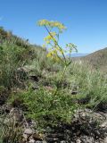 Ferula ovina. Цветущее растение. Казахстан, Сев. Тянь-Шань, южный макросклон гор Богуты, обращенный к долине Сюгаты, щебнистый склон. 25 мая 2016 г.