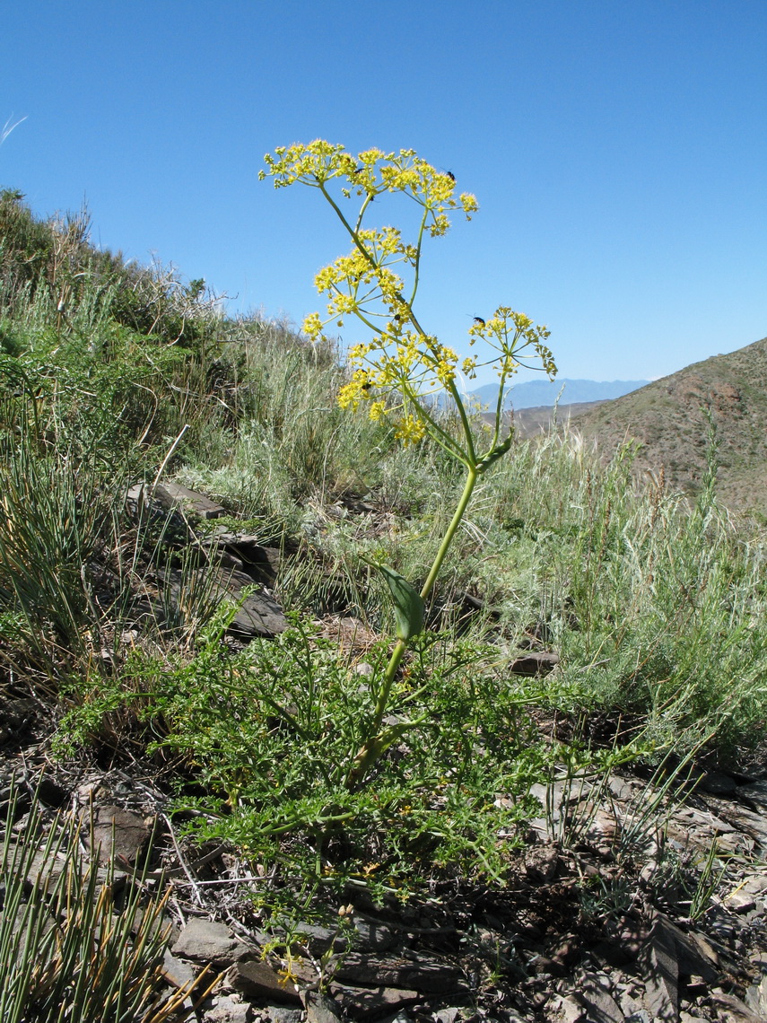 Изображение особи Ferula ovina.