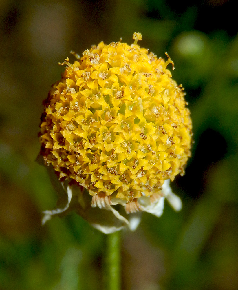 Изображение особи Anthemis cotula.