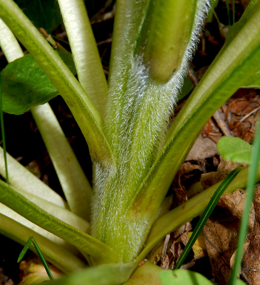 Image of Solenanthus biebersteinii specimen.
