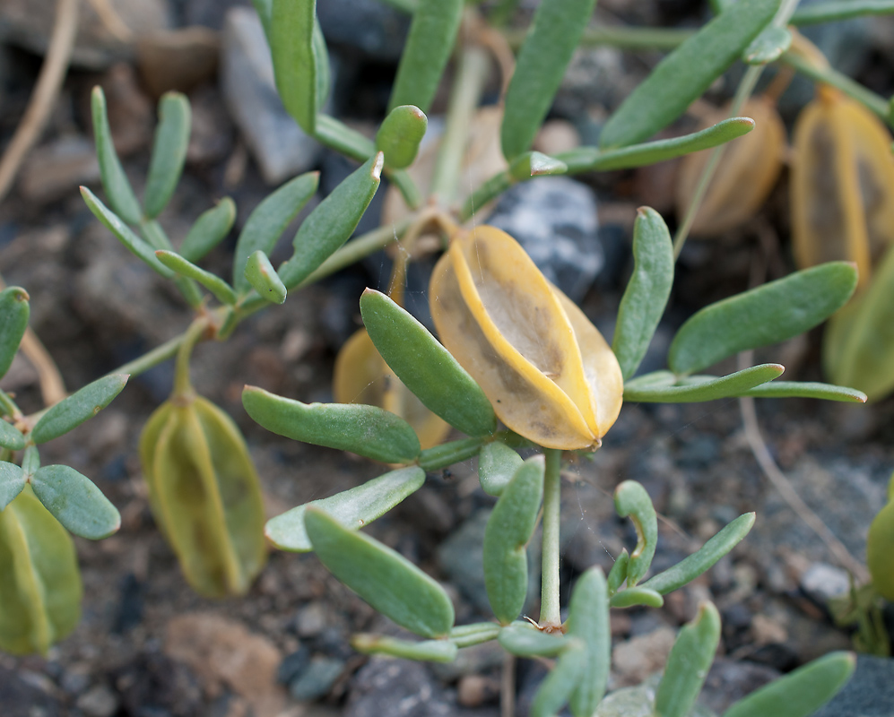 Изображение особи Zygophyllum pterocarpum.