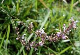 Nepeta nuda