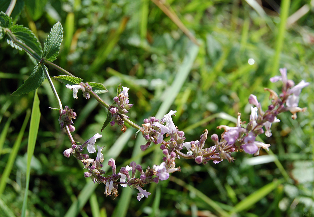 Изображение особи Nepeta nuda.