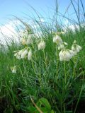 Onosma volgensis