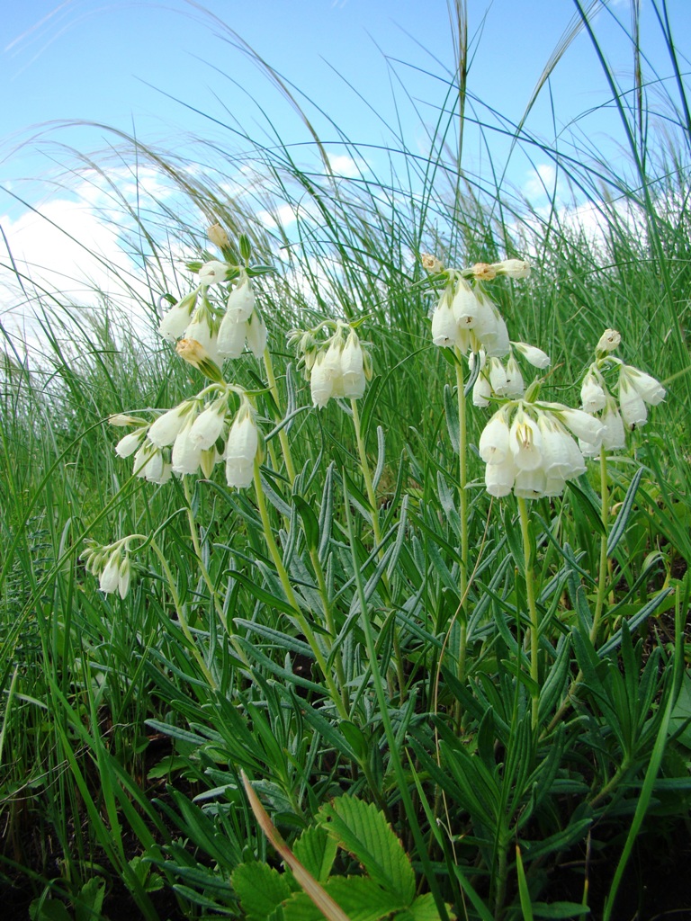 Image of Onosma volgensis specimen.